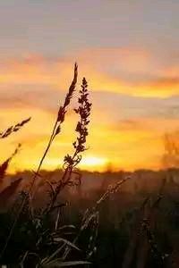 大赛明星闪耀夺冠，一战成名受热捧