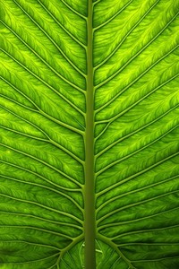 亚洲杯篮球赛决赛场面激动人心，胜负难料